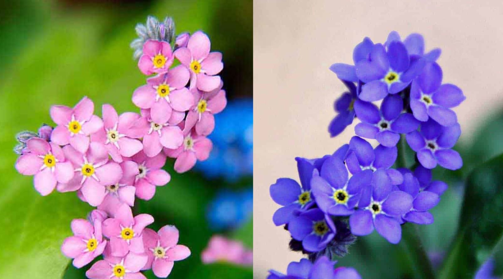 Công dụng của cây Hoa Lưu Ly